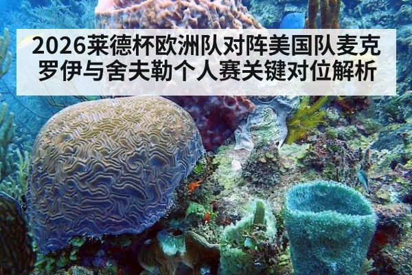 2026莱德杯欧洲队对阵美国队麦克罗伊与舍夫勒个人赛关键对位解析